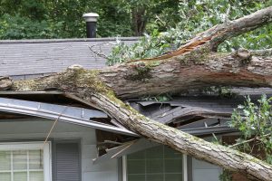 Picture of a roof damaged by a fallen tree.